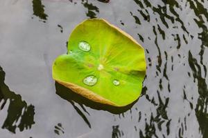 foglia di loto verde con goccia d'acqua foto