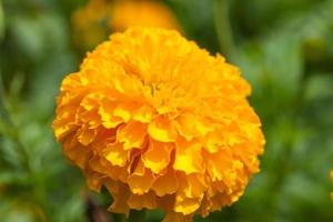 fiore di calendula giallo con sfocato foto