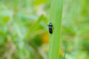 bambi cervo, macro di insetti appollaiati su foglie verdi sullo sfondo verde sfocato foto