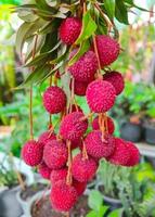 Il litchi di amphawa ha buccia e polpa spinosa e tesa, può essere consumato crudo o cotto. foto