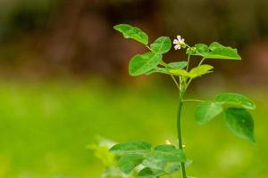 arbusti con foglie verdi in un giardino, usati per decorare il giardino per essere più freschi, decorazione esterna foto