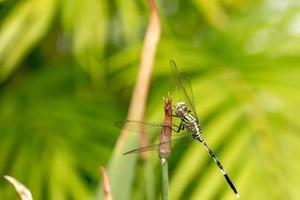 una libellula verde con strisce nere appollaiata su un bocciolo di fiore giallo iris, sfondo sfocato fogliame verde foto