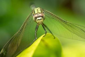 una libellula verde con strisce nere si appollaia sulla parte superiore della foglia, lo sfondo delle foglie verdi è sfocato foto