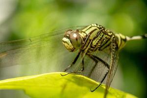 una libellula verde con strisce nere si appollaia sulla parte superiore della foglia, lo sfondo delle foglie verdi è sfocato foto