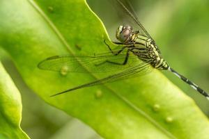 una libellula verde con strisce nere si appollaia sulla parte superiore della foglia, lo sfondo delle foglie verdi è sfocato foto