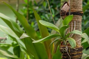 le piante di orchidee vengono mantenute attaccandole a tronchi d'albero abbastanza grandi, condizionati per assomigliare al loro habitat naturale foto