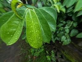 le foglie dell'albero da frutto soursop sono ancora giovani e bagnate dalla pioggia, questa pianta prospera ai tropici foto