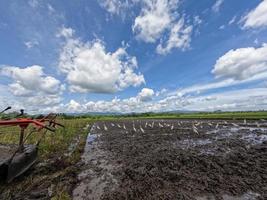 uno stormo di aironi cerca cibo in una risaia in lavorazione per la semina, un nuovo habitat protetto per gli uccelli selvatici foto