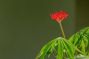 la pianta di jatropha ha fiori rosso vivo, quando diventa un frutto diventa verde, lo sfondo delle foglie verdi è sfocato, concetto naturale foto