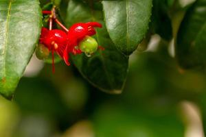 Topolino pianta in fiore con petali rosso vivo e pistilli verdi, usata per abbellire il giardino foto