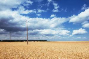 cielo blu e campo di grano dorato. foto