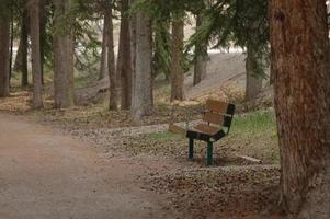 sedia solitaria serale nella foresta d'autunno foto