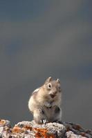 sorrisi di scoiattolo carino piccolo selvaggio foto