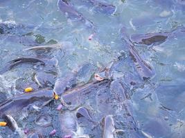 sciame di pesce gatto nel fiume chao phraya a bangkok, tailandia. foto