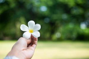 mano che tiene i fiori di frangipani foto