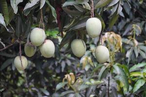 bella immagine di mango con albero di mango trasportare mango foto