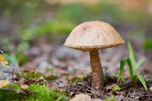 fungo leccinum versipelle. bolete di betulla arancione nella foresta autunnale. raccolta stagionale di funghi commestibili foto