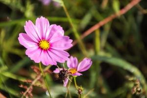 primo piano cosmo rosa fiore che sboccia nel campo. foto