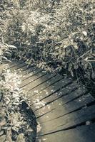 giungla tropicale piante alberi sentieri in legno sian kaan messico. foto