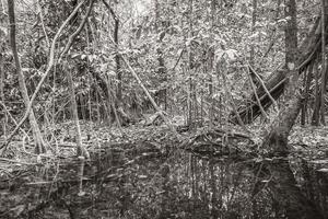 foresta tropicale vita marina nella pozza di stagno acqua natura messico. foto