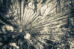 struttura fogliame della palma nella coppa dello stagno acqua natura messico. foto