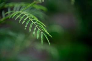 foglie verdi, foto di foglie verdi ricche di aree naturali concetto di amore per la natura