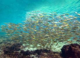 carangidi a strisce gialle, carangidi a strisce gialle, carangidi a scaglie sottili foto