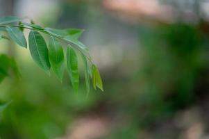 le foglie verdi sono nell'area verde nella stagione delle piogge. concetti naturali abbondanti foto