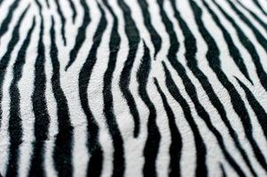 zebra immagine di sfondo in bianco e nero bellissimo concetto visivo foto