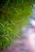 alberi di bambù verdi nella stagione delle piogge della thailandia bambù verde, concetto naturale foto