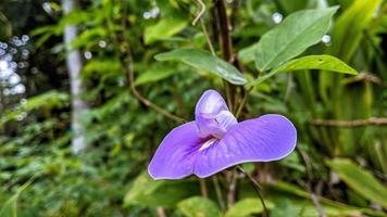 fiori viola da utilizzare come bellissimo sfondo naturale. foto