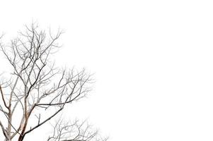ramoscelli secchi, alberi secchi su uno sfondo bianco concetto di oggetto foto