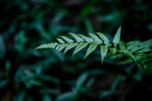 foglie della natura che abbondano nella stagione delle piogge, concetti naturali foto