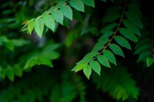 foglie di uva spina verdi naturali foto