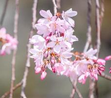 bellissimi fiori di ciliegio sakura albero fiorito in primavera nel parco del castello, copia spazio, primo piano, macro. foto