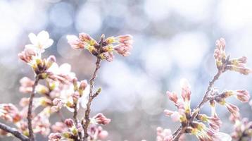 bellissimi fiori di ciliegio yoshino sakura prunus yedoensis albero fiorito in primavera nel parco del castello, copia spazio, primo piano, macro. foto