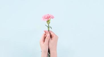 donna che dà un mazzo di eleganza in fiore rosa baby garofani teneri isolati su sfondo azzurro, concetto di design di arredamento per la festa della mamma, vista dall'alto, primo piano, spazio di copia foto