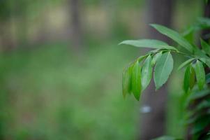 le foglie verdi sono nell'area verde nella stagione delle piogge. concetti naturali abbondanti foto