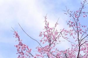 bellissimi fiori di ciliegio sakura albero fiorito in primavera nel parco del castello, copia spazio, primo piano, macro. foto