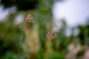 fiori di erba che si presentano naturalmente nella stagione delle piogge fertili foto