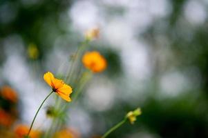 fiori gialli in un bellissimo giardino fiorito, primo piano con bokeh foto