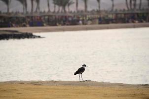 uccello sulla spiaggia foto