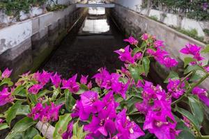 bouganville che fiorisce su un ponte a mogan foto