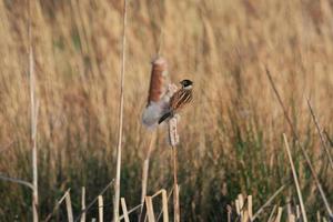 zigolo di canna che si aggrappa a una testa di semi di giunco foto