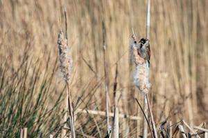 zigolo di canna che si aggrappa a una testa di semi di giunco foto