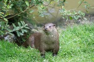 lontra eurasiatica in riva al mare foto