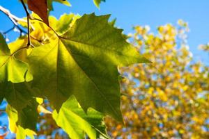 foglie di platano di Londra a East grinstead foto