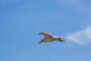 gabbiano comune in volo su Eastbourne foto