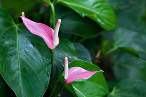 anthurium sp fioritura foto