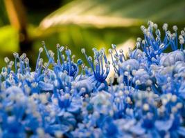 primo piano di un'ortensia blu in un giardino inglese foto